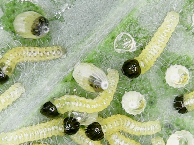 Larve defogliatrici  (di Brassica oleracea var. acephala) di Pieris brassicae (Pieridae)